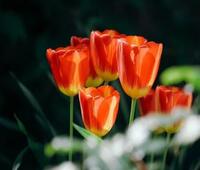 戴尔、EMC、HPE、联想和其他公司增加了对AMD EPYC 7Fx2的支持